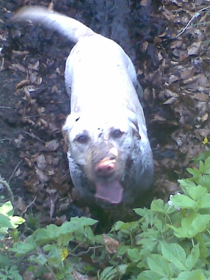 Labrador retriever Lucka - muddergrisen Lucka . :) billede 6