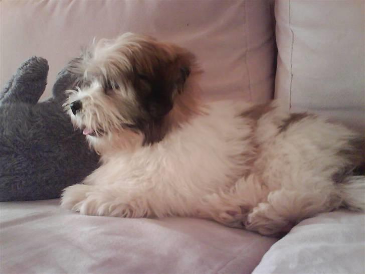 Bichon havanais Gizmo <3 DØD :'(  billede 7