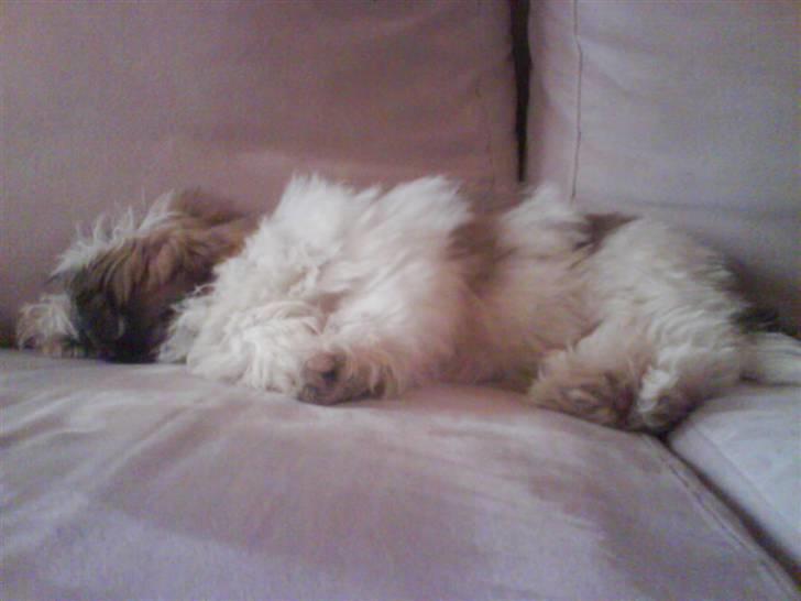 Bichon havanais Gizmo <3 DØD :'(  billede 8