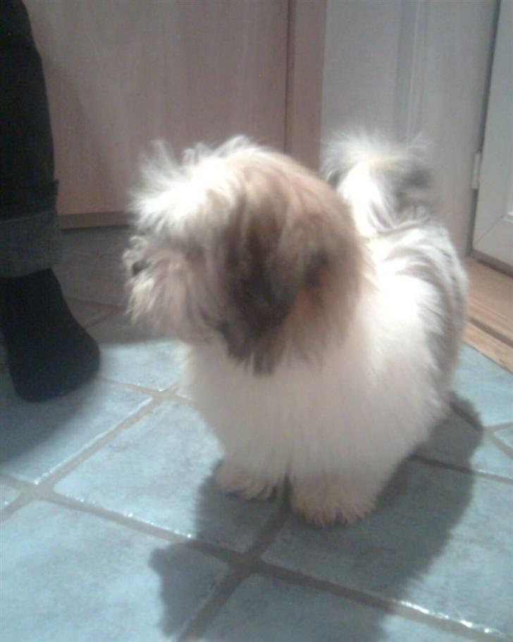 Bichon havanais Gizmo <3 DØD :'(  billede 9