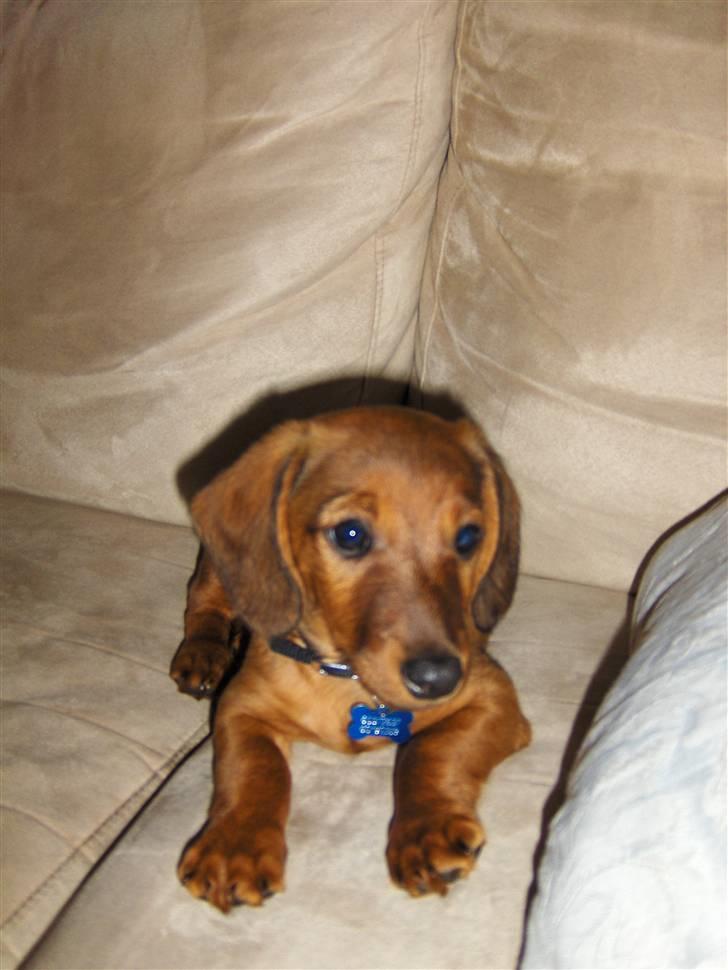 Blanding af racer Bobby (SOLGT) billede 3