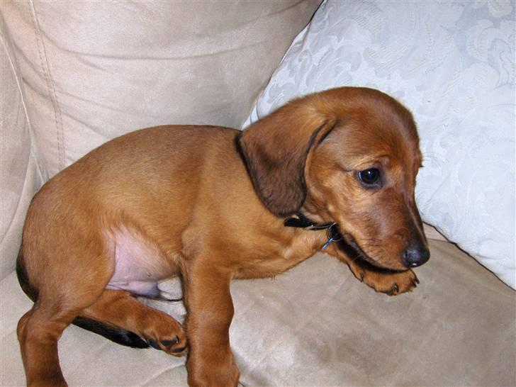 Blanding af racer Bobby (SOLGT) billede 4