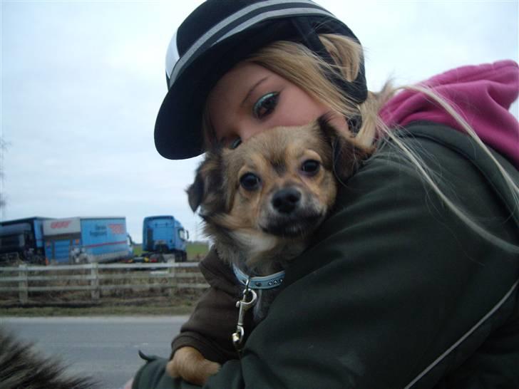 Chihuahua Gucci - ude og ride med Gucci billede 14