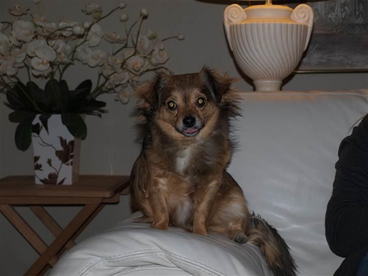 Chihuahua Gucci - Gucci og mig <3 billede 15