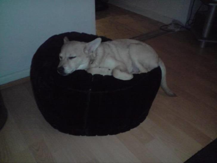 Blanding af racer TriQo billede 18