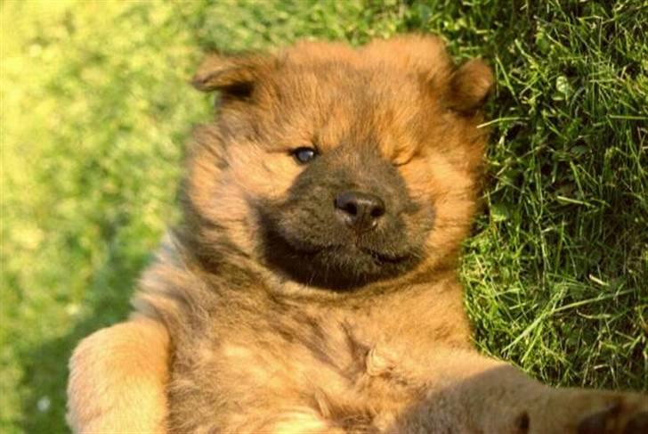Eurasier Nemo (Beebob) R.I.P. - Nemo ca. 8 uger... år 2000 billede 11