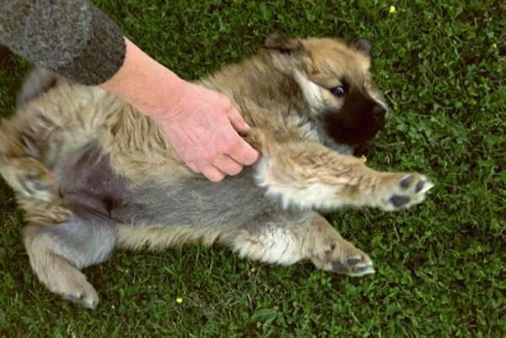 Eurasier Nemo (Beebob) R.I.P. - Nemo ca. 12 uger... år 2000 billede 12