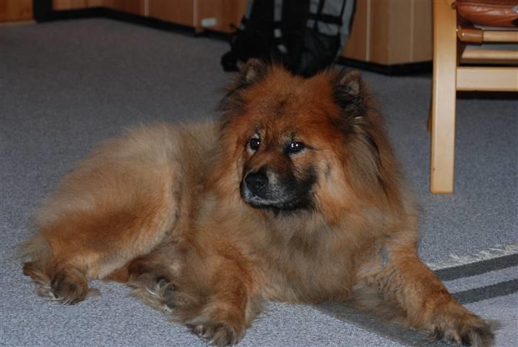 Eurasier Nemo (Beebob) R.I.P. - Nemo sommeren 2008 billede 13