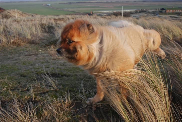 Eurasier Nemo (Beebob) R.I.P. - Nemo sommeren 2008 ved Søndervig i stiv kuling! billede 14