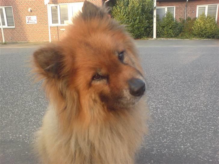 Eurasier Nemo (Beebob) R.I.P. - Nemo år 2008, sendsommeren og gider faktisk ikke tages flere billeder nu... *GG* billede 15