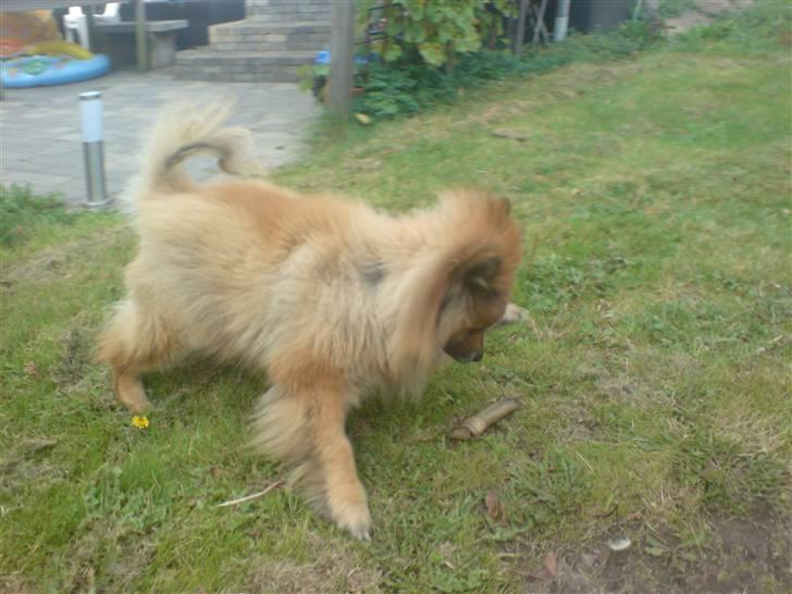 Eurasier Nemo (Beebob) R.I.P. - Nemo år 2008... leger med meget slidt ben... "mon ikke det snart bevæger sig?" billede 16