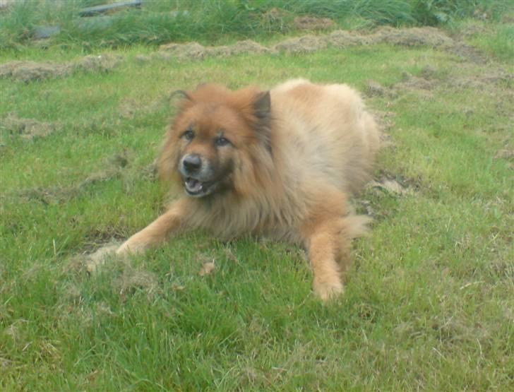 Eurasier Nemo (Beebob) R.I.P. - Nemo år 2008... leger med meget slidt ben... "Kom nu og tag den, hvis du da tør?" billede 17