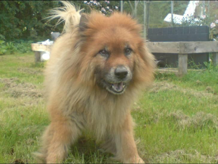 Eurasier Nemo (Beebob) R.I.P. - Nemo år 2008... leger med meget slidt ben... "Nu kan jeg altså snart ikke mere, husk jeg er en gammel hund!" billede 18