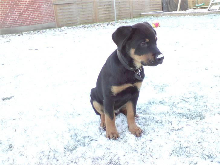 Rottweiler Balou billede 6