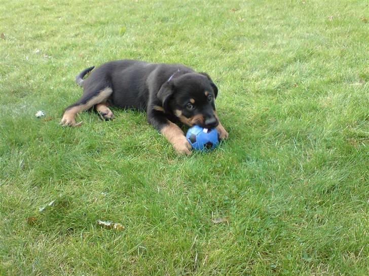 Rottweiler Balou billede 7
