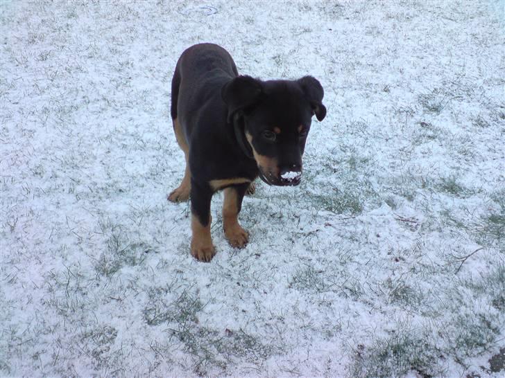 Rottweiler Balou billede 8