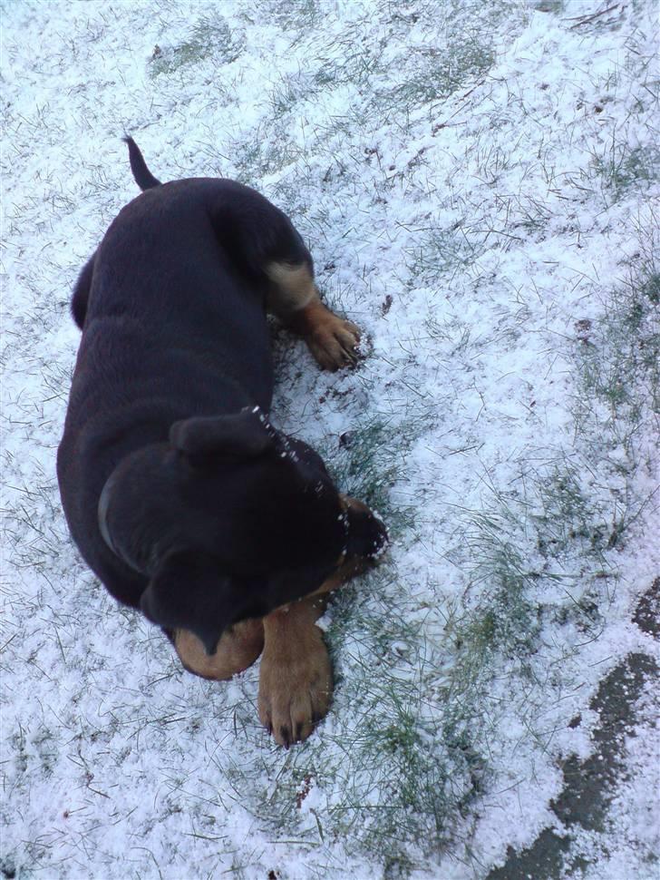 Rottweiler Balou billede 9