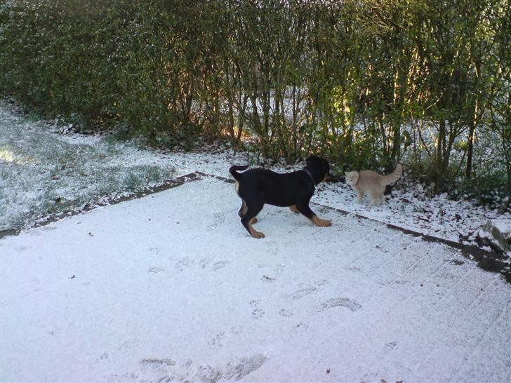 Rottweiler Balou - Balou og naboens killing som hele tiden kommer over og leger billede 10