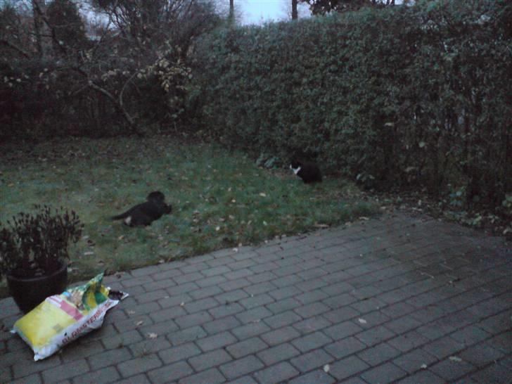 Rottweiler Balou - Balou og vores egen Futte mis, ikke de bedste venner endnu men heller ikke fjender. billede 11