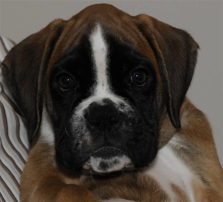 Boxer Apollo - Her er Apollo, kun 3 1/2 uge gammel billede 1