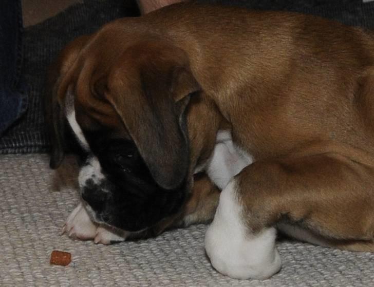 Boxer Apollo - Mmmmm godbid til mig billede 2