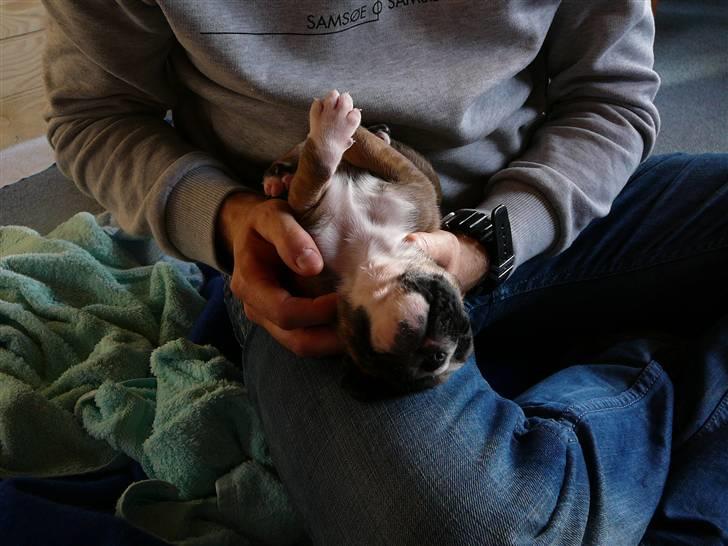 Boxer Apollo - Apollo sover trygt i fars hænder, gensidig kærlighed billede 3