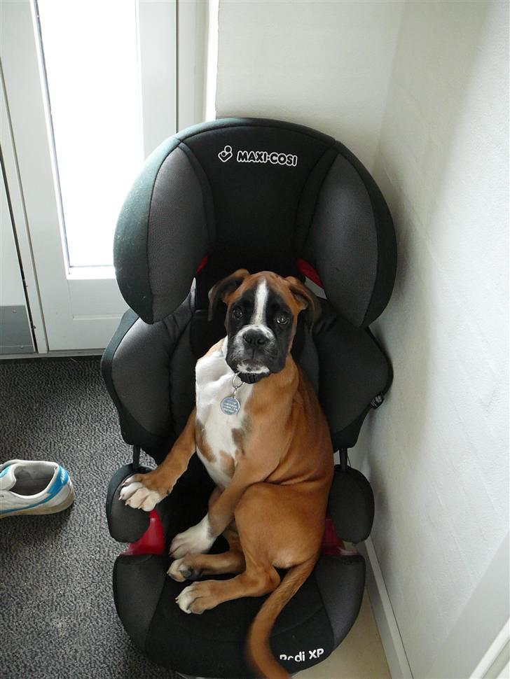 Boxer Apollo billede 4