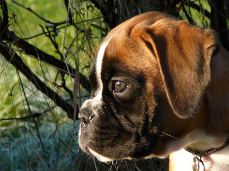 Boxer Apollo billede 5