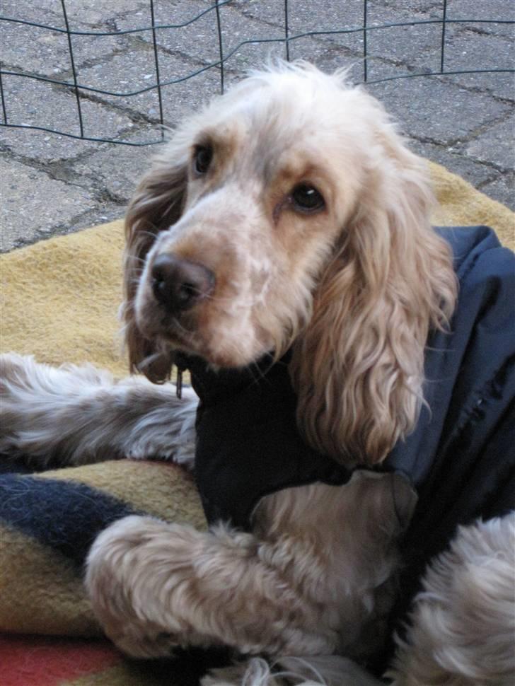 Cocker spaniel Aslan - Deltager gerne i udfordringer hvis du som os IKKE har aftaler med nogen om at stemme på din hund billede 1