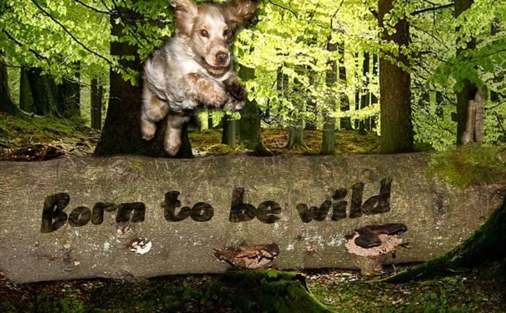 Cocker spaniel Aslan - Er der noget som et lille bette hop billede 2