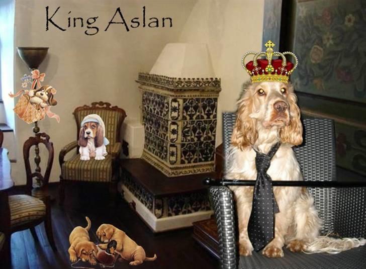 Cocker spaniel Aslan - ka  dog os se rar ud billede 3