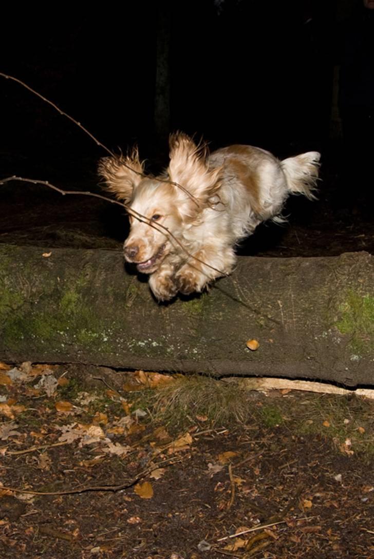 Cocker spaniel Aslan - men jeg er nu mest til sjov og ballade billede 4