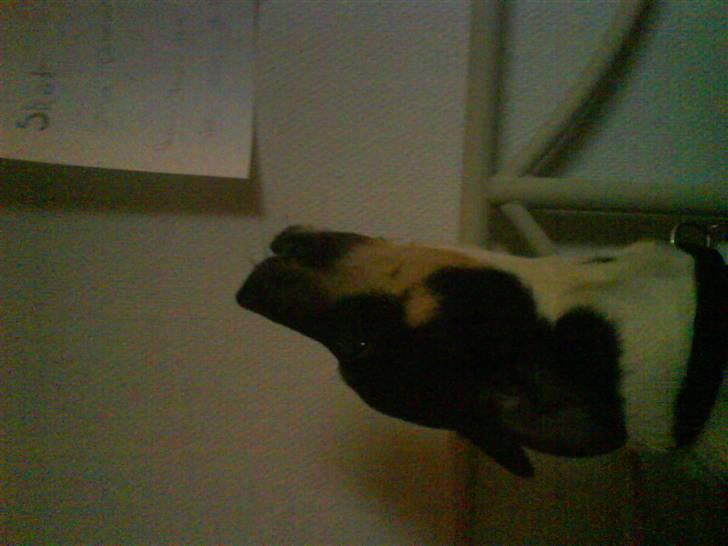 Dansk svensk gaardhund Max *givet væk* :'( billede 11