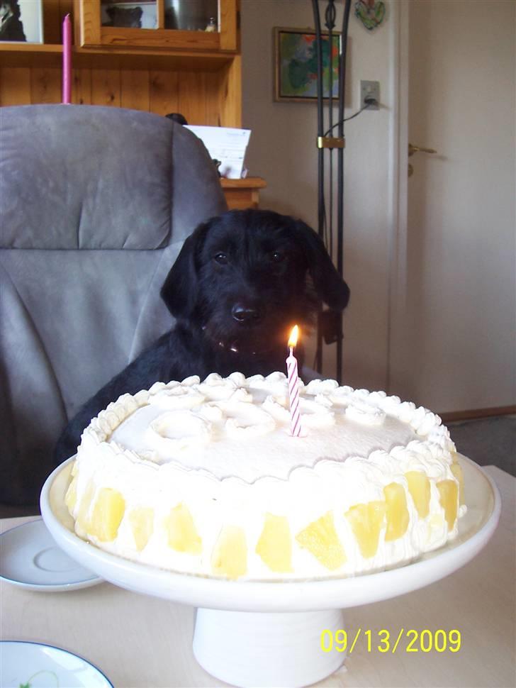 Blanding af racer Labrador/Gravhund  COCO.  R:I:P:     lille skat    - Min første fødselsdag og dejlig lagkage, mums billede 2