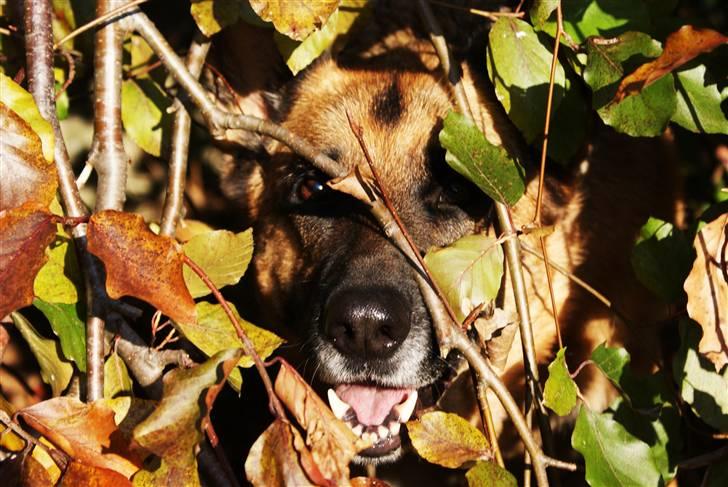 Schæferhund Molly - Velkommen til Molly´s profil :) - Vi håber du kan lide billederne. For det kan vi :) billede 1