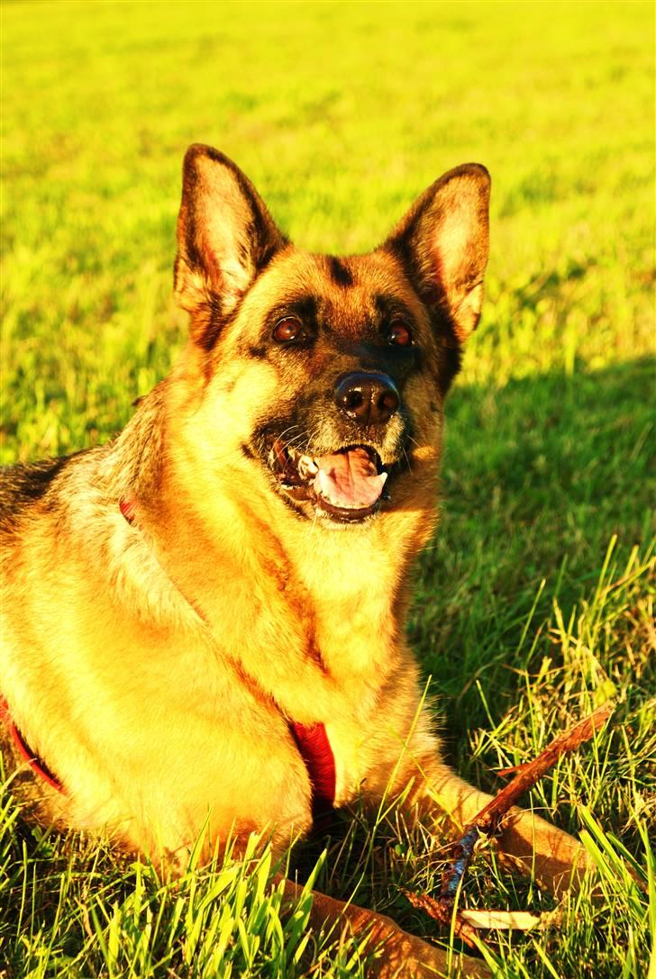 Schæferhund Molly - Smuksakken på tur <3 billede 2