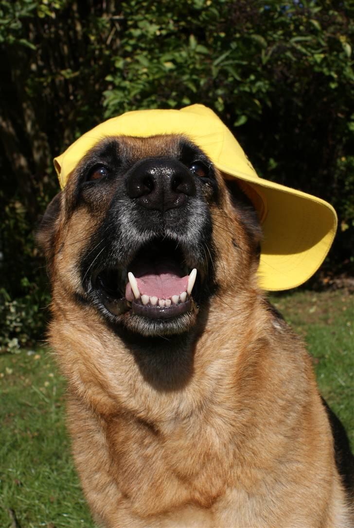 Schæferhund Molly billede 3