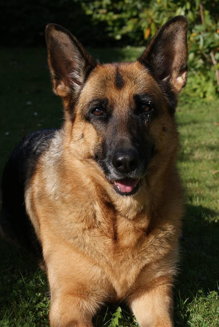 Schæferhund Molly billede 4