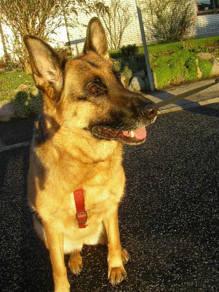 Schæferhund Molly - Natasja, Amalie & Molly på tur! billede 5