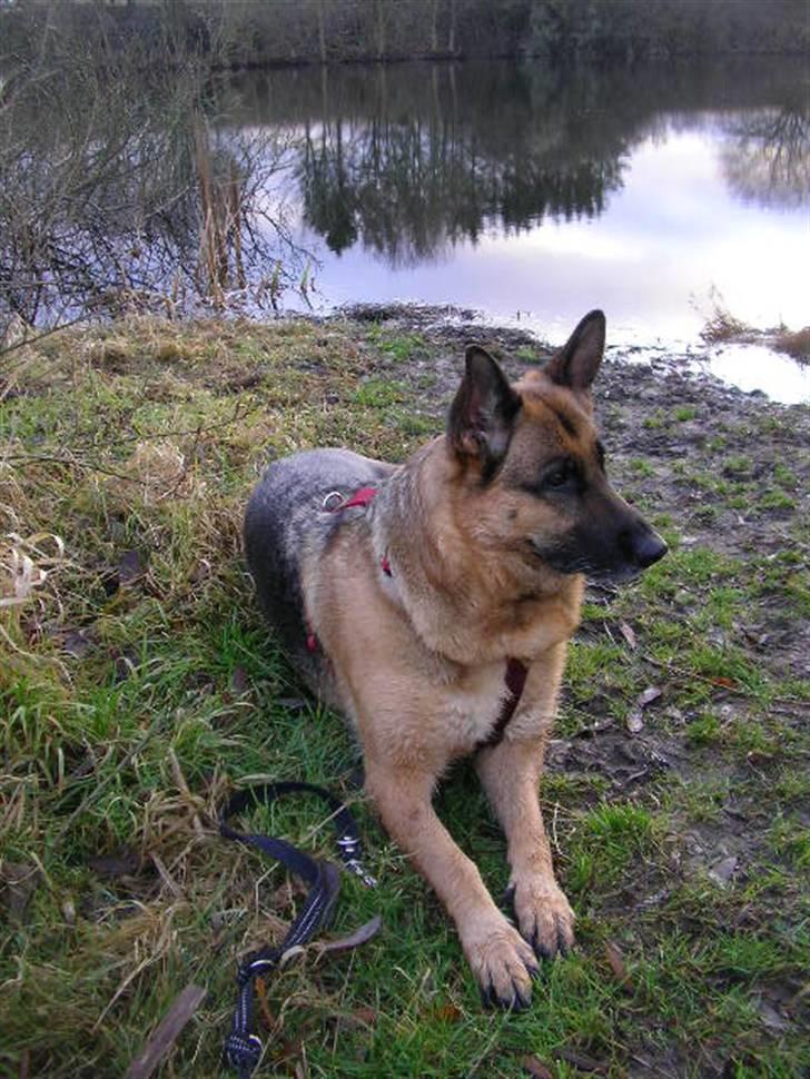 Schæferhund Molly - Natasja, Amalie & Molly på tur! billede 6