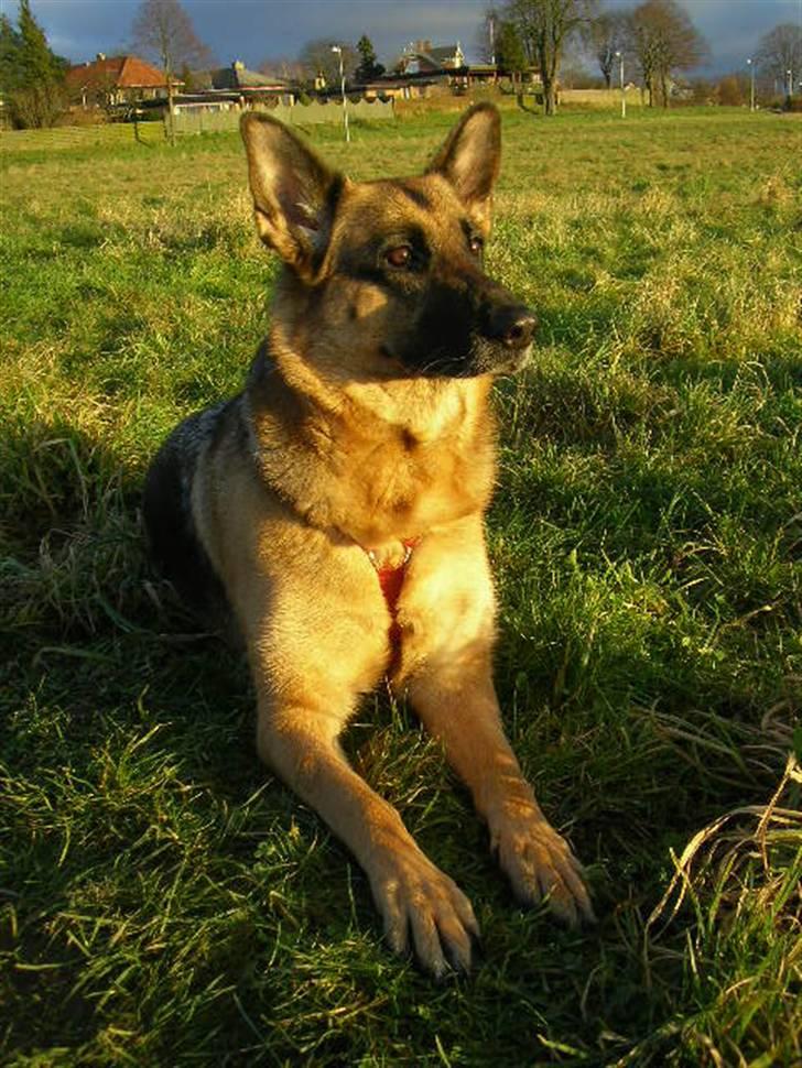Schæferhund Molly - Natasja, Amalie & Molly på tur! billede 7