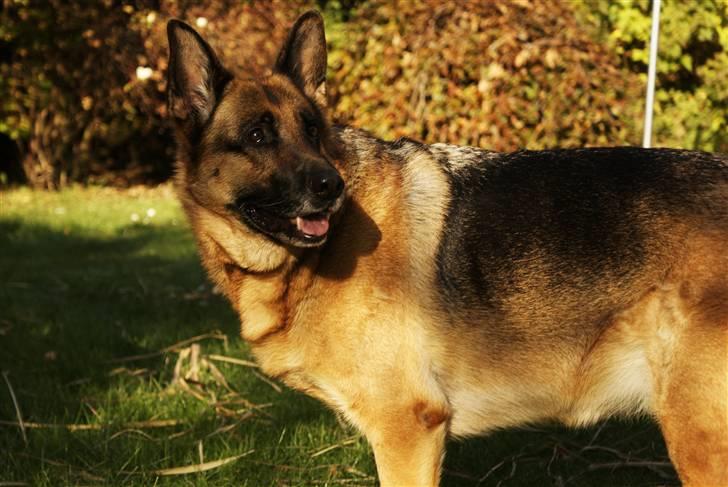 Schæferhund Molly - Portræt af Molly <3 billede 8