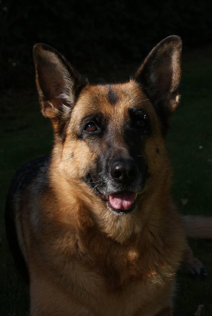 Schæferhund Molly billede 9