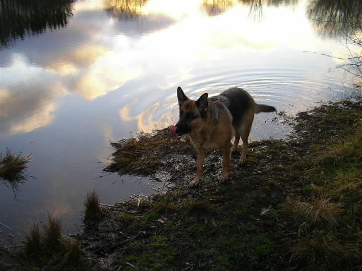 Schæferhund Molly - Natasja, Amalie & Molly på tur! billede 10