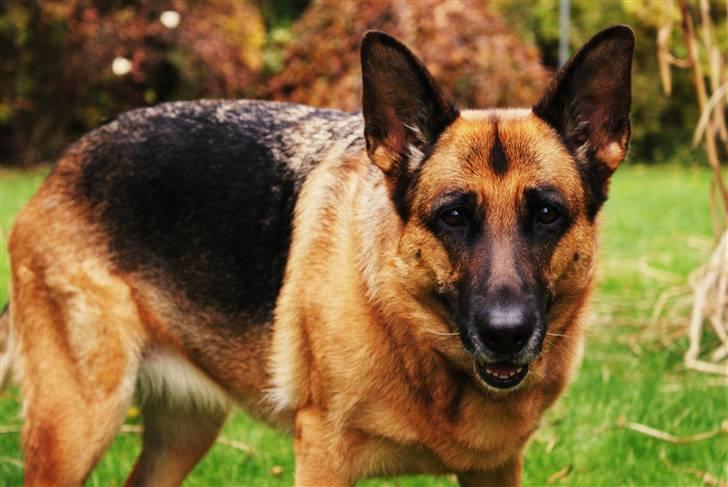 Schæferhund Molly - Hun venter så fint på at ordet FRI kommer (: billede 11