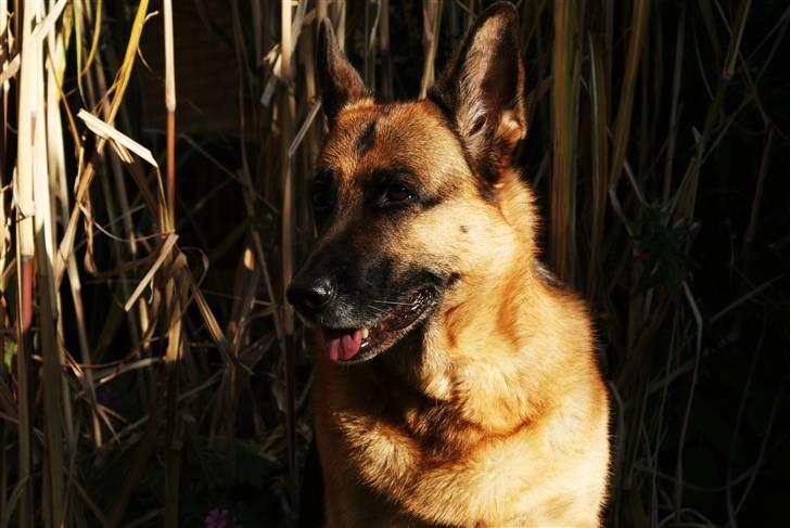 Schæferhund Molly - Der findes ingen smukkere ren schæferhund, efter min smag <3 billede 12