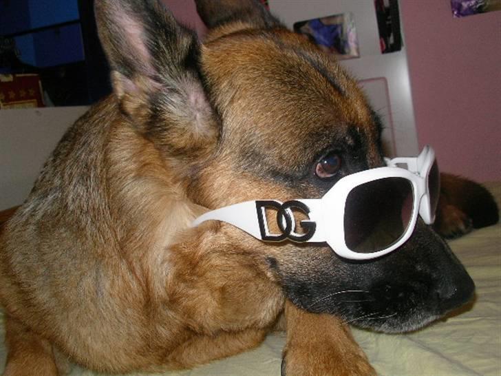 Schæferhund Molly - Sikke en kostbar frøken d: billede 13