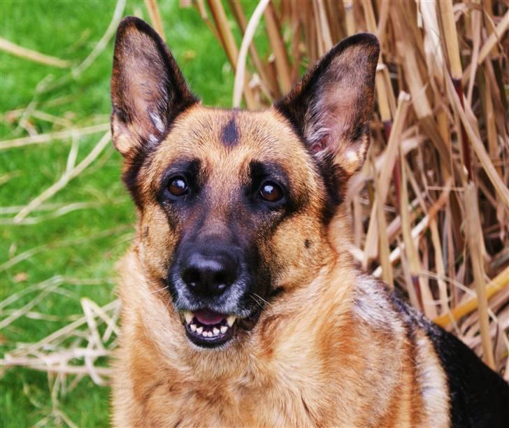 Schæferhund Molly - Se! Jeg kan nå min næse d: billede 14