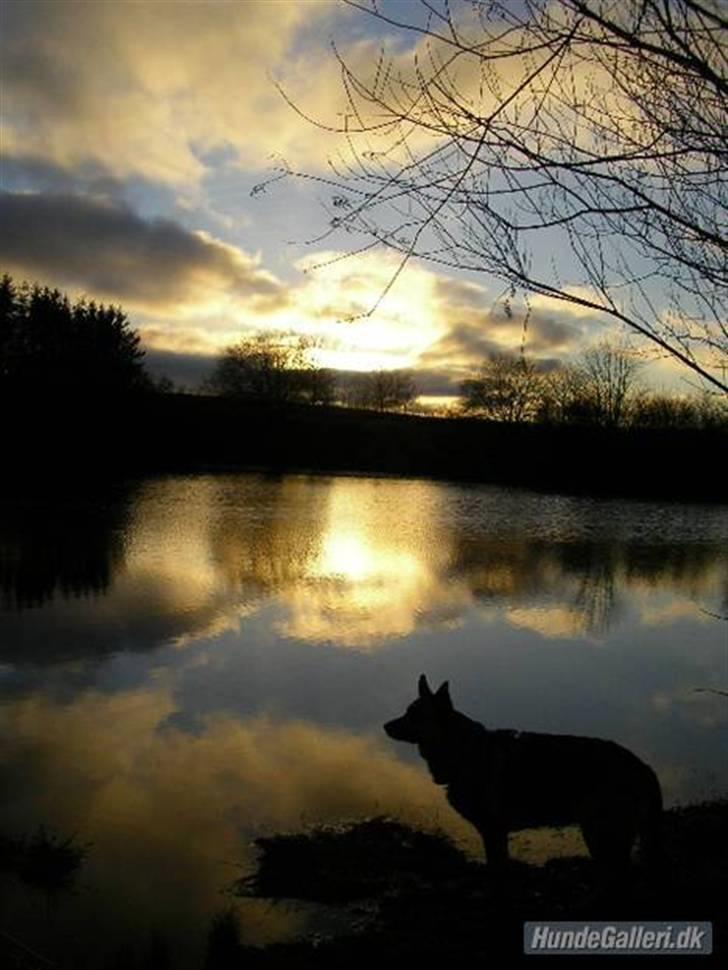 Schæferhund Molly - Smuk solnedgang <3 billede 15