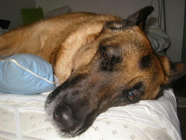 Schæferhund Molly - Jeg sover.. næsten xD billede 16